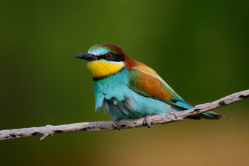 European bee-Eaters, Merops apiaster sits and brags on the good thread, has some insect in its beak during the mating season, the male feeds the female
