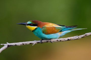 Obraz premium Golden bee-eater sitting on a branch