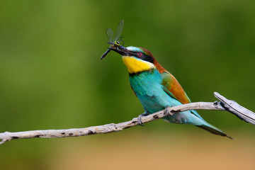 European bee-Eaters, Merops apiaster sits and brags on the good thread, has some insect in its beak during the mating season, the male feeds the female