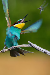 European bee-Eaters, Merops apiaster sits and brags on the good thread, has some insect in its beak during the mating season, the male feeds the female