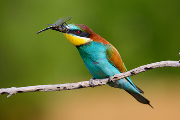 European bee-Eaters, Merops apiaster sits and brags on the good thread, has some insect in its beak during the mating season, the male feeds the female