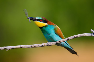 Fototapeta premium European bee-Eaters, Merops apiaster sits and brags on the good thread, has some insect in its beak during the mating season, the male feeds the female