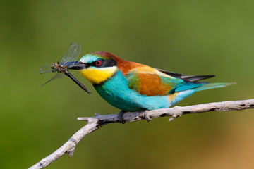 European bee-Eaters, Merops apiaster sits and brags on the good thread, has some insect in its beak during the mating season, the male feeds the female