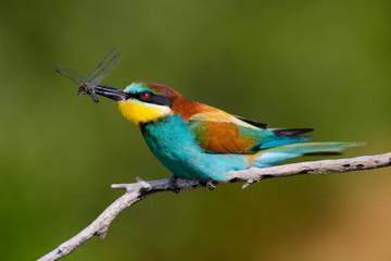 European bee-Eaters, Merops apiaster sits and brags on the good thread, has some insect in its beak during the mating season, the male feeds the female