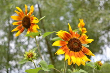 Two Bumblebees Bombus pollinating a golden brown sunflower