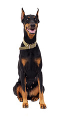 Doberman Pinscher dog, full-length