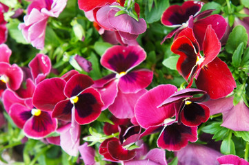 Viola wittrockiana or pansy carmine eye red flowers