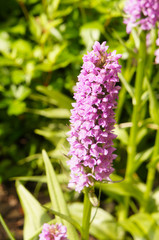 Dactylorhiza baltica or marsh orchid purple flowers 