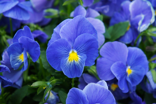 Viola Wittrockiana Blue Flowers Close Up
