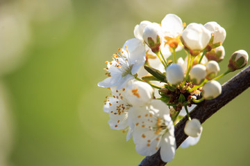 Obraz premium Apple tree Flowers