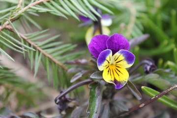 весна, первые цветы