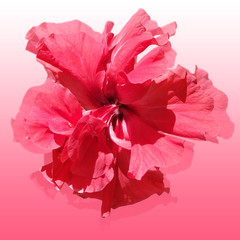 Beautiful flower of Chinese rose. Isolated