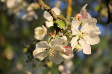 яблоня в цвету