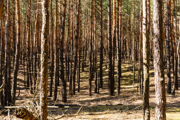 Fototapeta premium Rows of the tall pine trees in a forest on spring