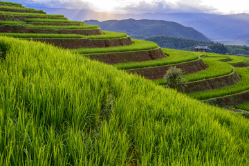 Fototapeta premium Beautiful step of rice terrace paddle field in sunset at Chiangmai, Thailand. Chiangmai is beautiful in nature place in Thailand, Southeast Asia. Travel concept.