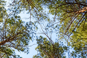 Tall pine trees in a forest on spring. Looking up concept