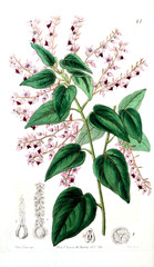 Illustration of plant