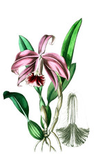Illustration of plant