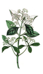 Illustration of plant