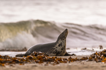 Atlantic Grey Seal Pup on Sandy Beach/Atlantic Grey Seal Pup/Atlantic Grey Seal Pup (Halichoerus Grypus)