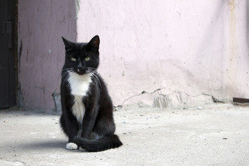 Young cute homeless black cat with white jabot sitting at the doorstep in the yard