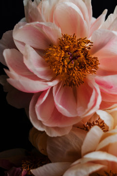 Close up of a pink peony.
