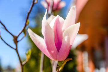 Flowers of the magnolia tree on spring day