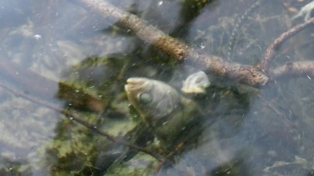 terrible sight is an abandoned fishing net in a lake with dead fish. forgotten Seine caught dead perch
