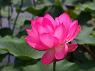"hasu" pink lotus flower