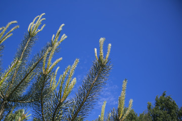 Branches of pine tree with young sprouts against blue sky, may be used as background
