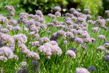 Flower Allium nutans blooming in the garden. Onions