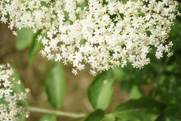 Black Elderberries flowers close