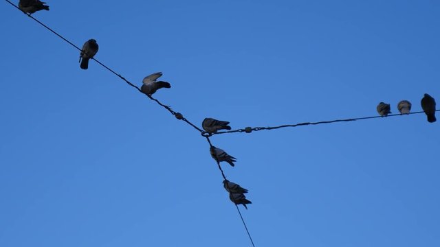 Group of birds as they sit on wires with clear blue sky background.
