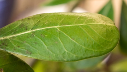 Closeup of Black Gum Leaf