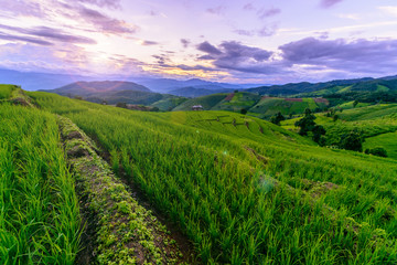 Beautiful step of rice terrace paddle field in sunset and Lens Flare at Chiangmai, Thailand. Chiangmai is beautiful in nature place in Thailand, Southeast Asia. Travel concept.