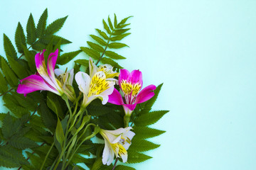 blooming flowers peruvian lily