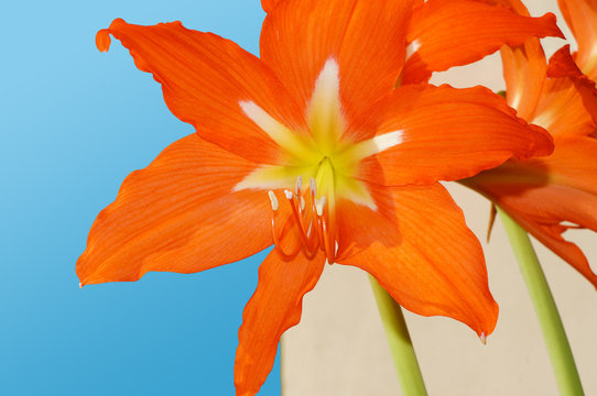 Red flower of a gippeastrum on a blue sky background.