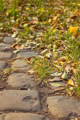 Yellow foliage on a cobblestone path.