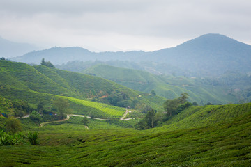 Cameron Highlands Boh tea plantation