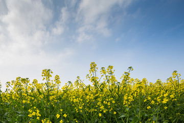 Rapeseed field in Normandy