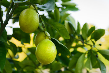 Ripe lemons hanging on a tree branch