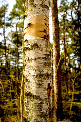 bark of a moor birch