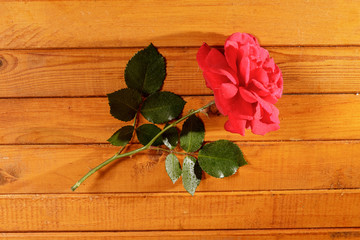 Rose is lying on a yellow wooden table.