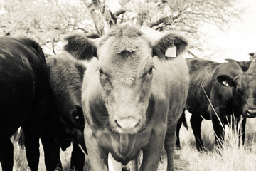 Steers fed on pasture, La Pampa, Argentina