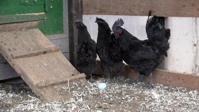 Breeder takes the egg of a black hen (Ayam Cemani breed).