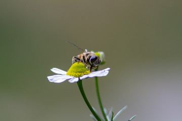Gänseblümchen mit Insekt