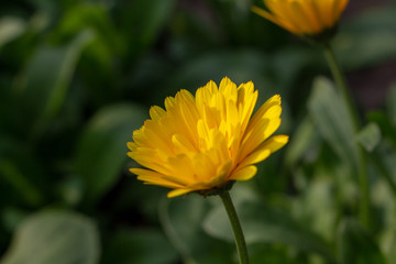 Ringelblume