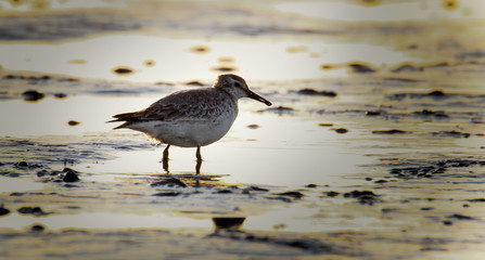 A redshank seek in the Wadden Sea for food- North Sea coast near Greetsiel, Germany