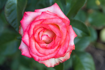 Beautiful pink rose on flowerbed in the garden