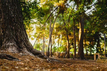 Forest at sunset with warm colors of summer